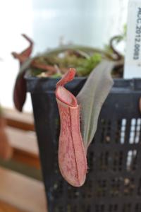 The lovely white rim of trichomes on Nepenthes albomarginata, a red form from Gunung Jerai in Peninsular Malaysia.