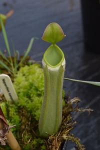 A green form of Nepenthes albomarginata.