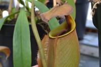An older lower pitcher on Nepenthes bicalcarata.