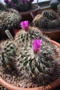 Cacti in bloom.