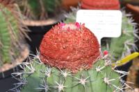 Cacti in bloom.