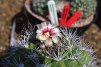 Among the many things Jo taught me about cacti: while morphology can often vary wildly between species of the same genus, their flowers are often very similar and can sometimes be helpful for identification.