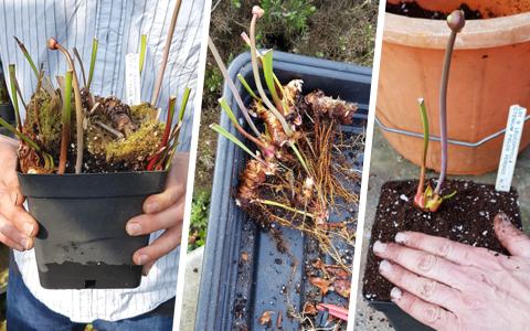 How to divide and repot Sarracenia pitcher plants