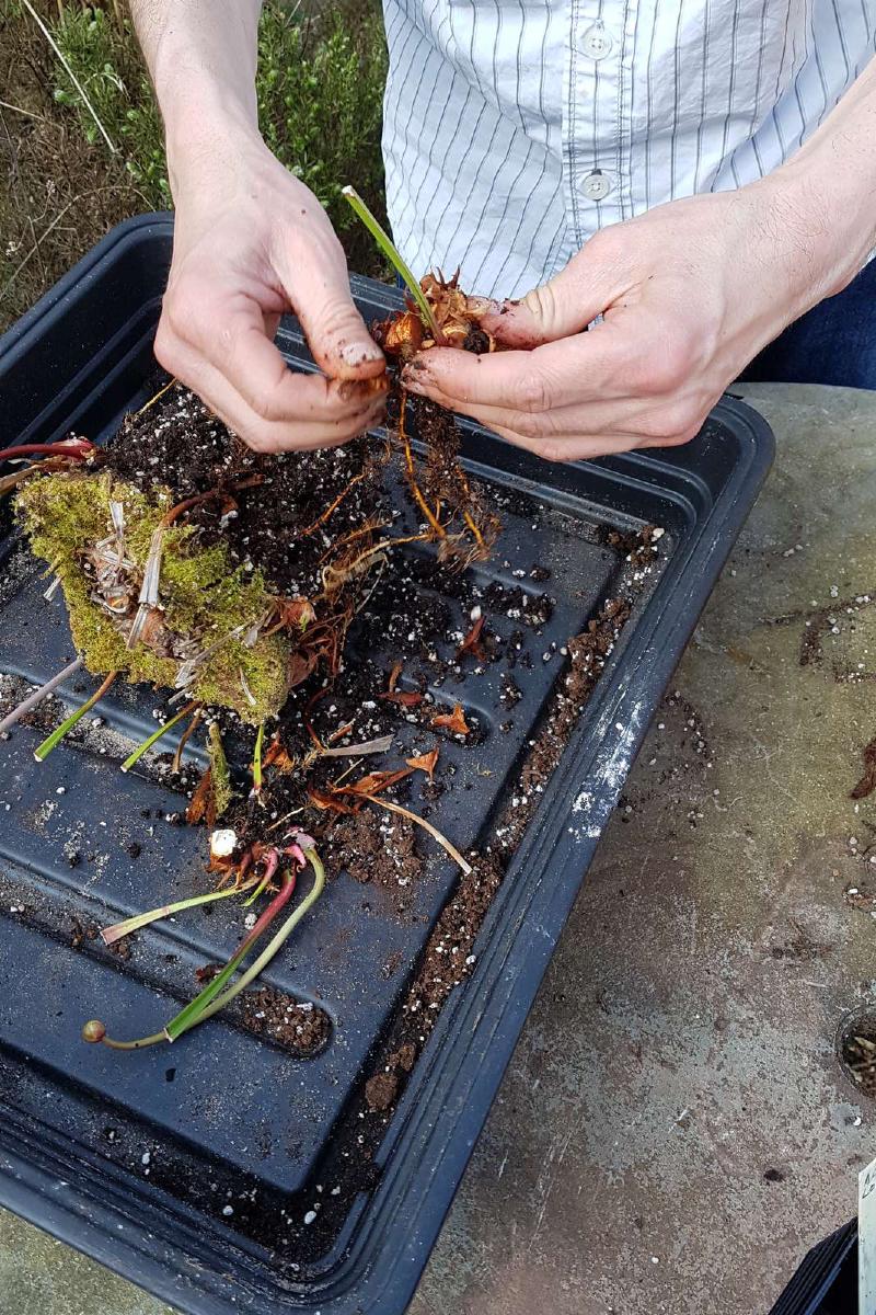 Splitting off pieces of the rhizome.