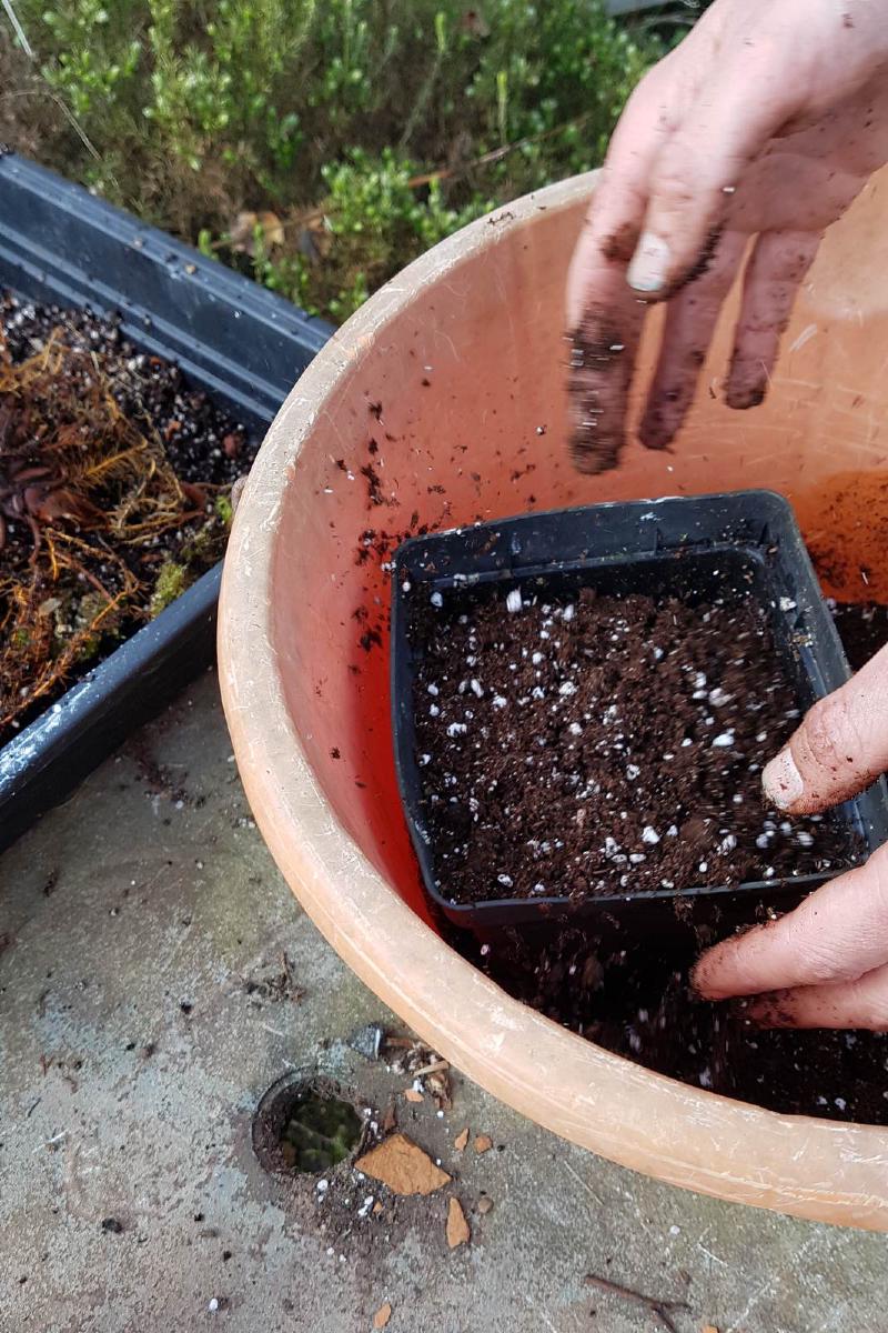 Fill a pot with compost. It should be about 2-3 times the length of the rhizome on the plant you are potting up.