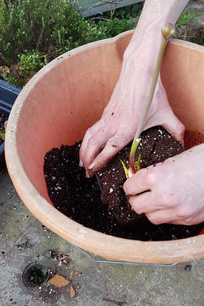 Make a hole in the compost as deep and long as the roots. Drop the plant in keeping the main part of the rhizome around soil level.