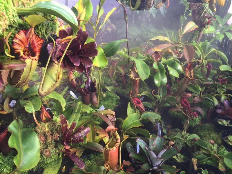 The Redleaf Nepenthes poly-tunnel.