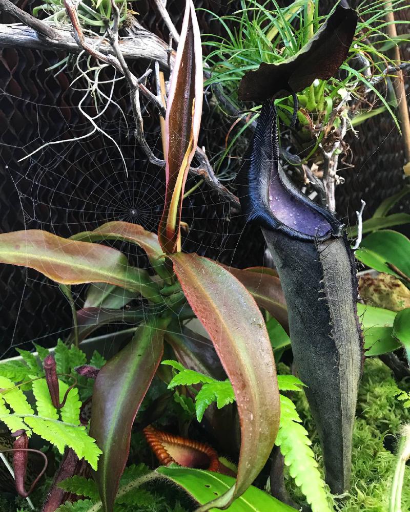 Nepenthes lingulata.