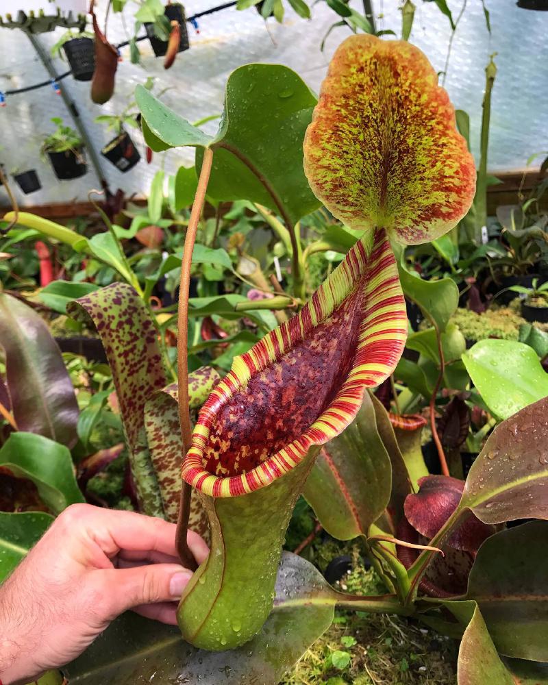 Nepenthes lowii x truncata 'Giant'.