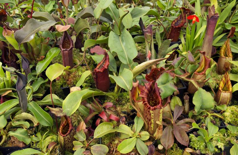 A fresh Exotica Plants import in the Redleaf Exotics nursery.