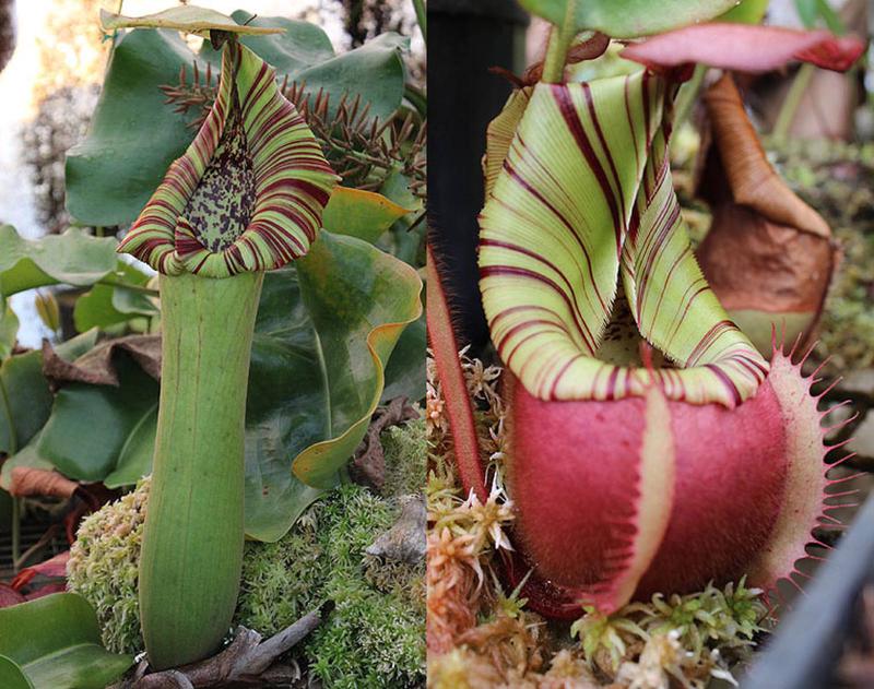 Parent plants: N. truncata-striped x veitchii Bario-squat