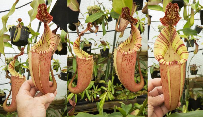 Nepenthes x tiveyi 'Fullerton' clone.