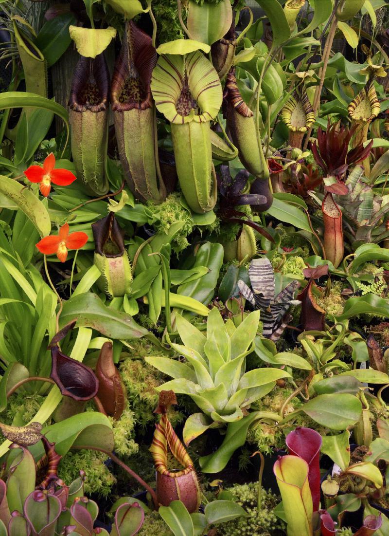 Another shot of the Redleaf Nepenthes poly-tunnel.