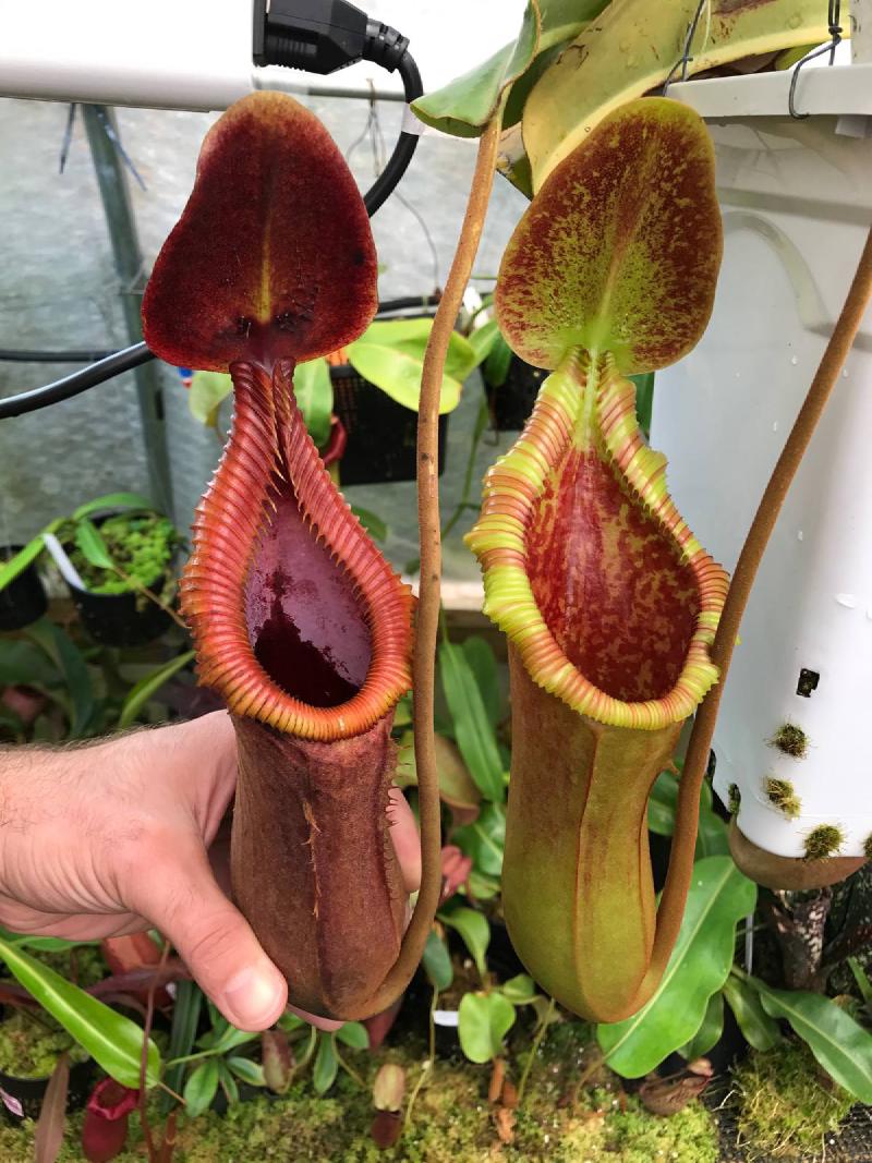 Nepenthes × trusmadiensis (I think!)