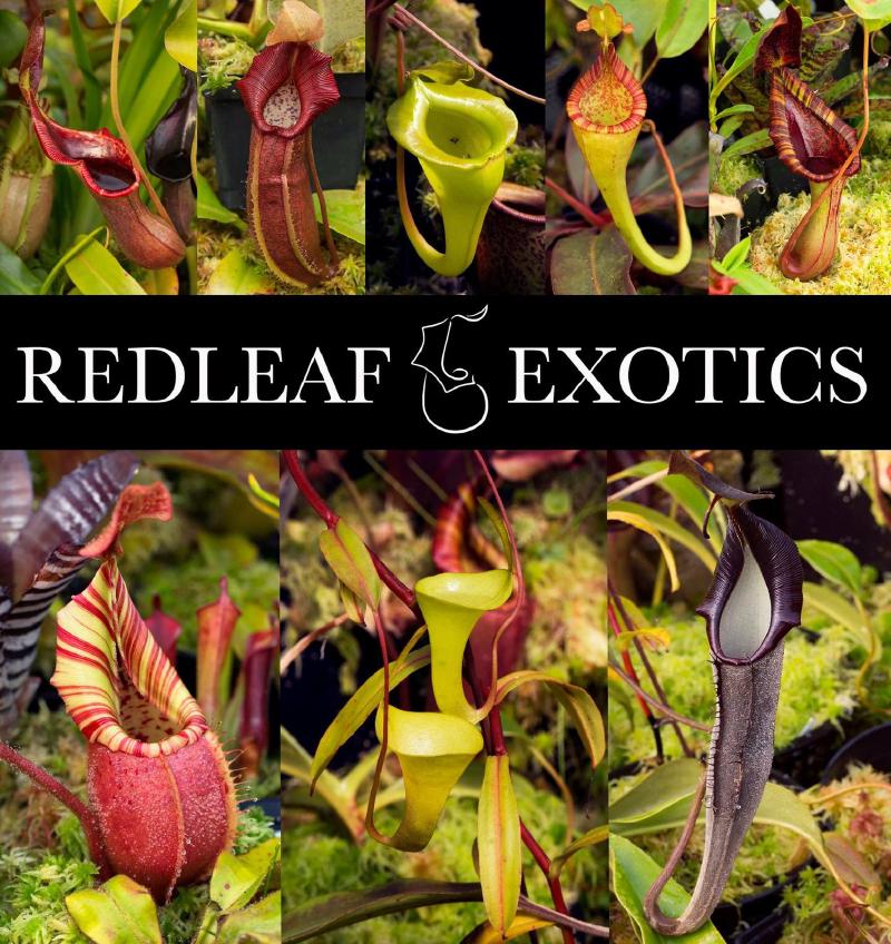 Redleaf Exotics.