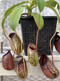 Nepenthes aristolochioides x burkei (BE).