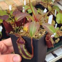 Nepenthes ephippiata 'Hose Mountains' (AW).