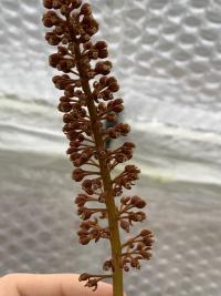 Nepenthes inflorescence.