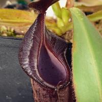 Nepenthes lingulata x veitchii (EP).