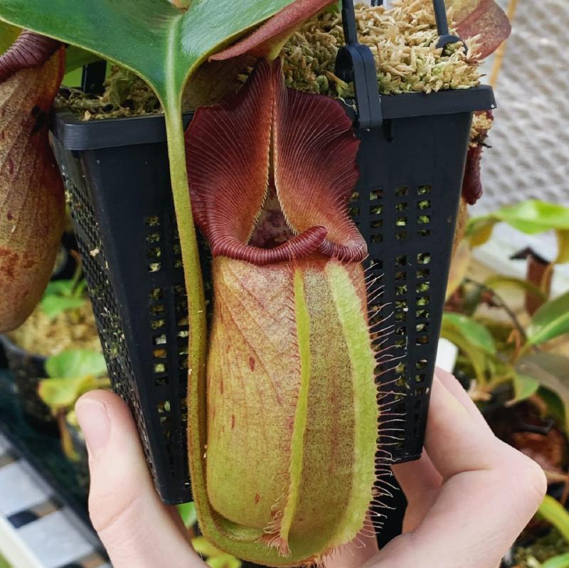 Nepenthes robcantleyi enjoying its hanging basket.