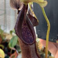 Nepenthes singalana (SG).