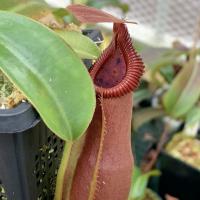 Nepenthes spathulata x edwardsiana (SG).