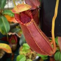 Nepenthes spathulata x lowii (SG).