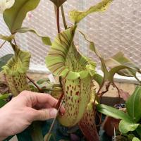 Nepenthes veitchii x platychila (BE).