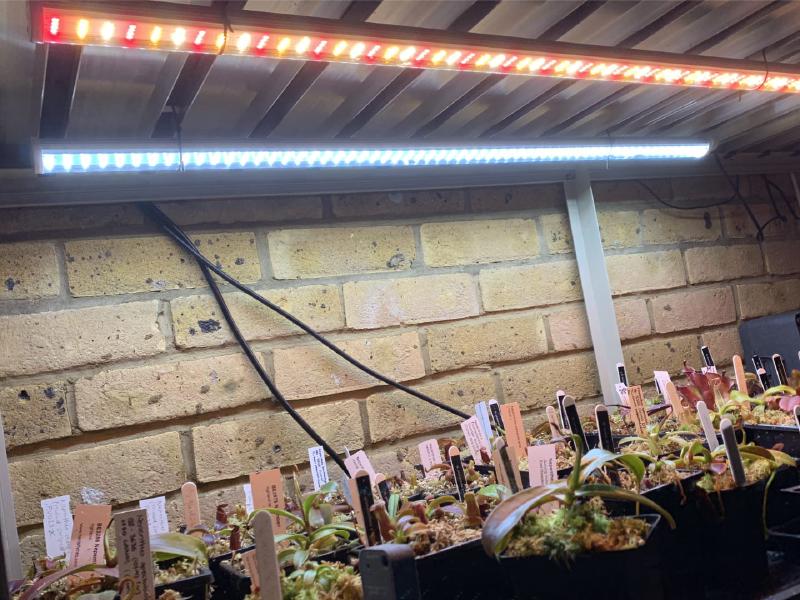 Nepenthes seedlings growing beneath my bench under LEDs.
