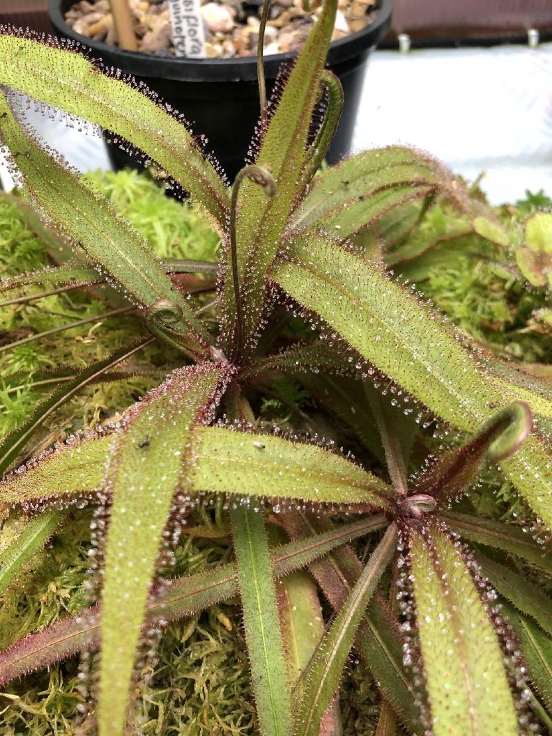 Drosera adelae