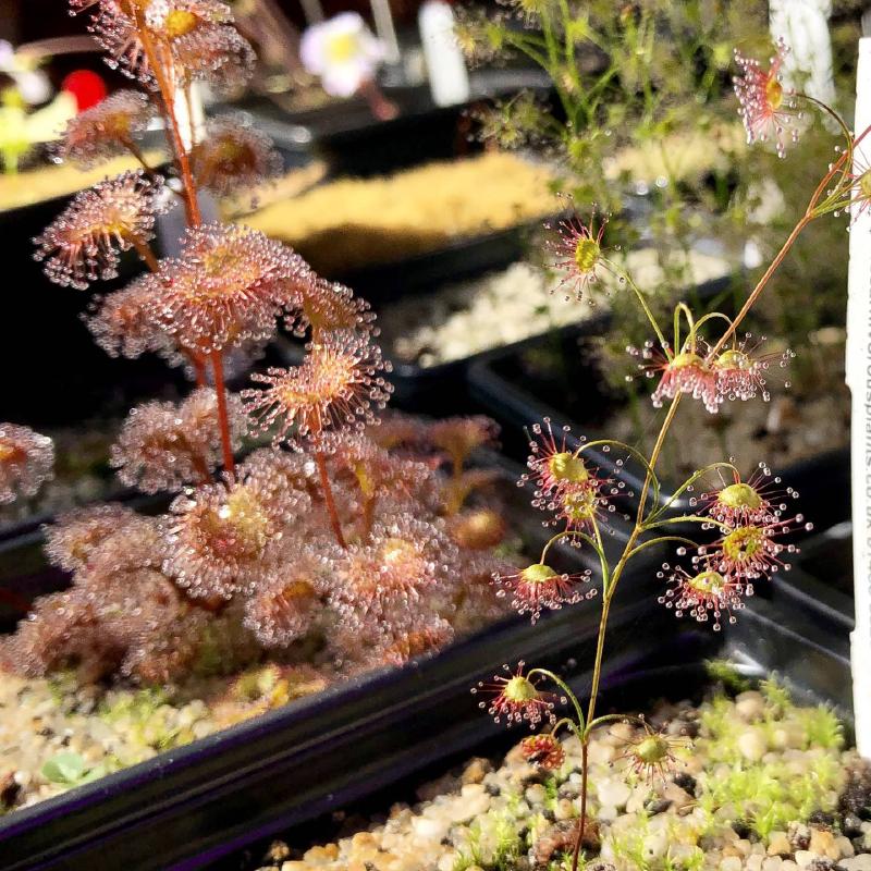 Drosera modesta