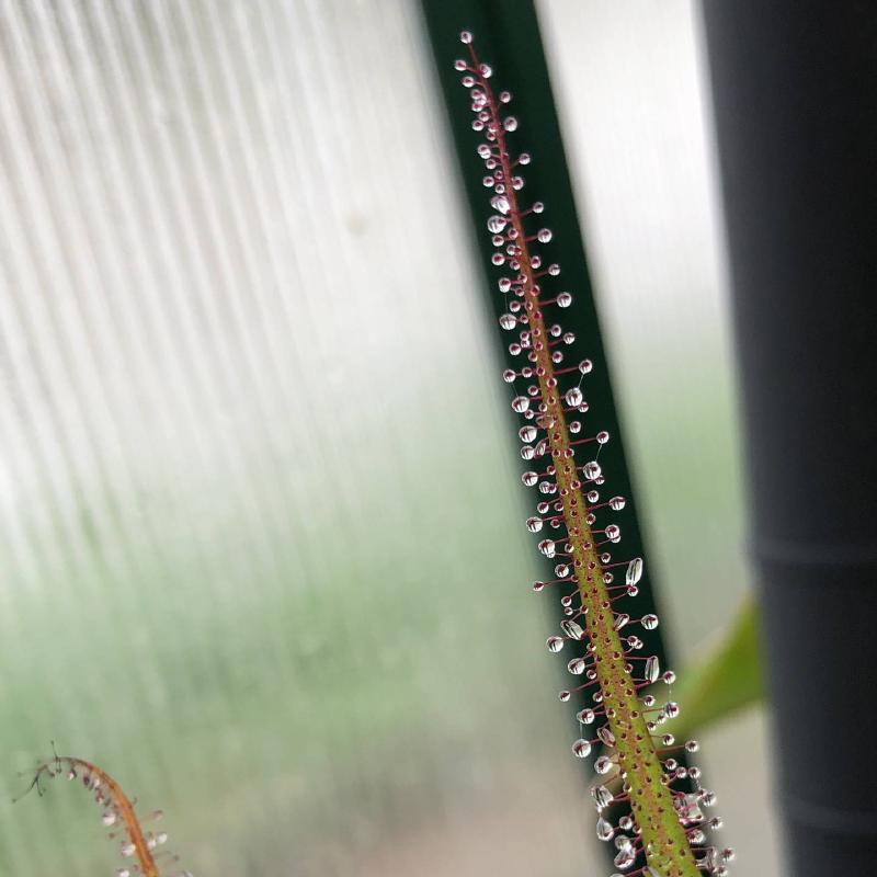 Drosera regia