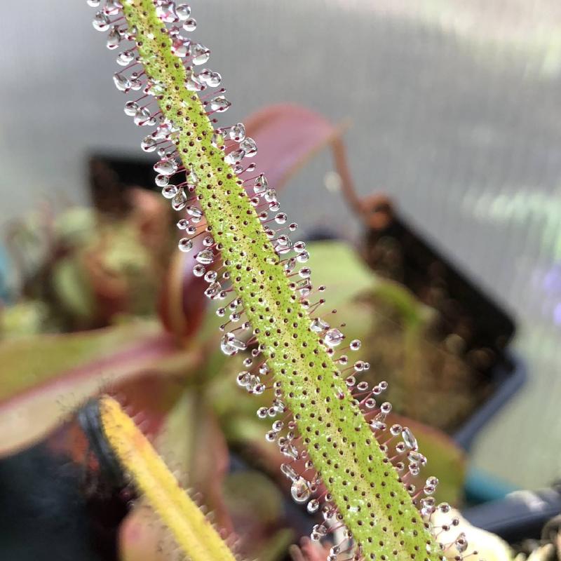 Drosera regia