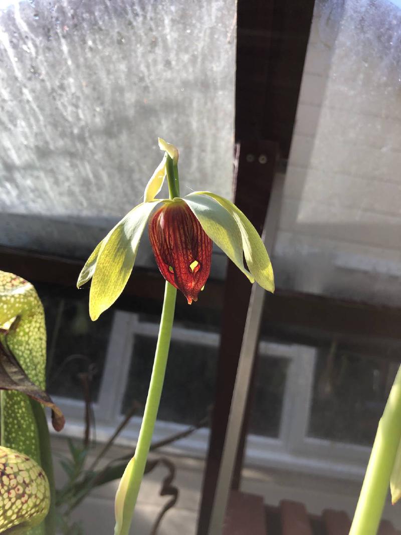 Darlingtonia flower