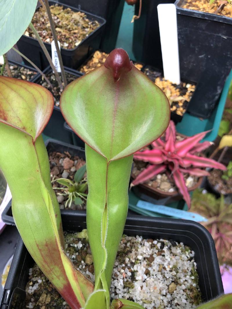 Heliamphora folliculata x neblinae