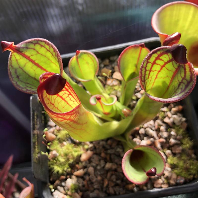 Heliamphora macdonaldae AW