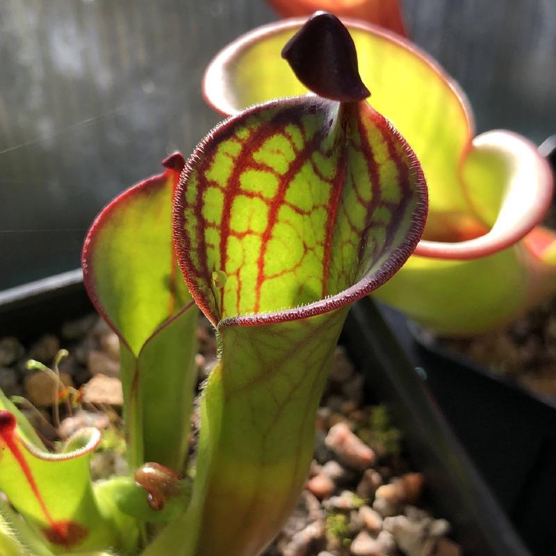 Heliamphora macdonaldae AW