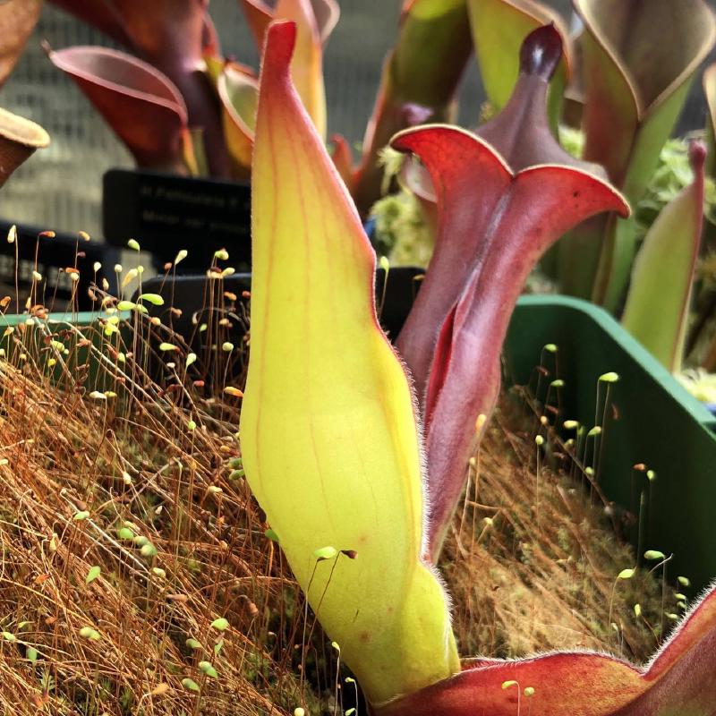 Heliamphora sp. Akopan