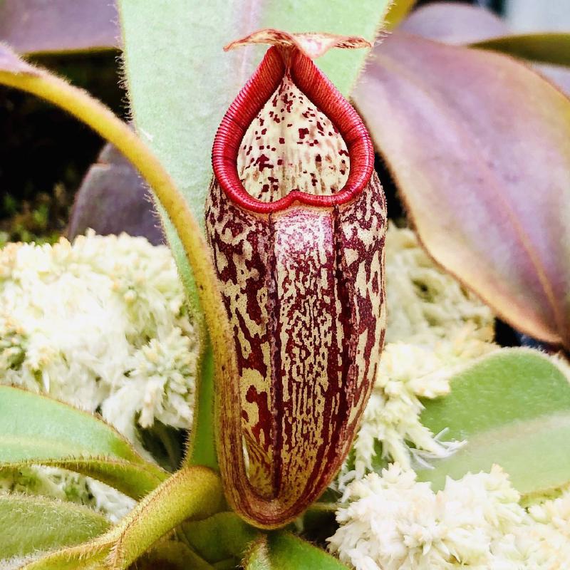 Nepenthes aristolochioides x burbidgeae