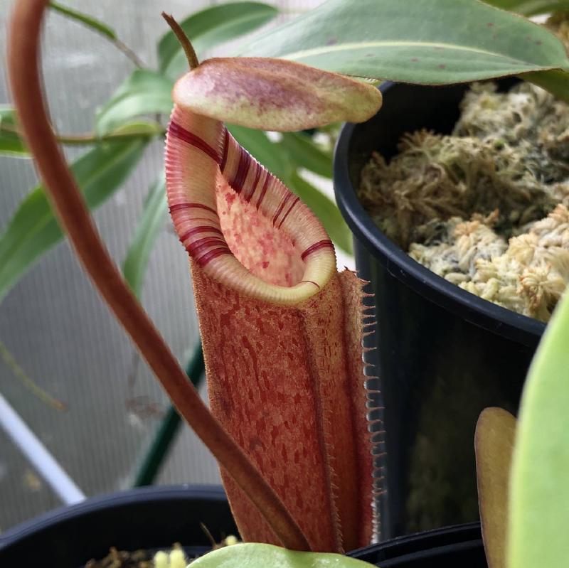 Nepenthes burbidgeae x x trusmadiensis