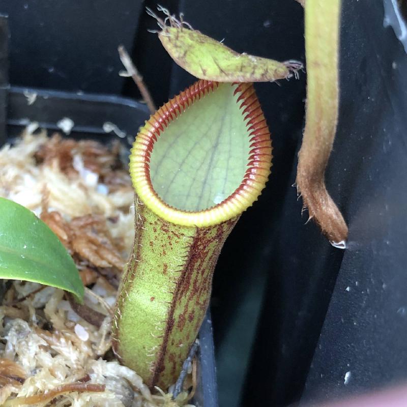 Nepenthes campanulata x hamata AW