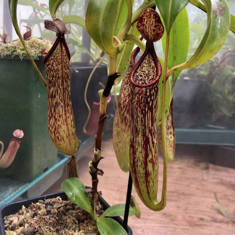 Nepenthes copelandii BE