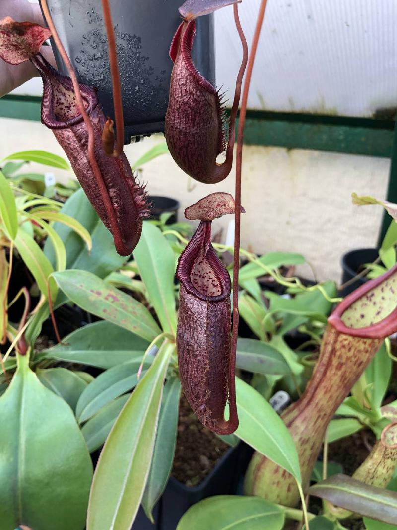 Nepenthes densiflora AW