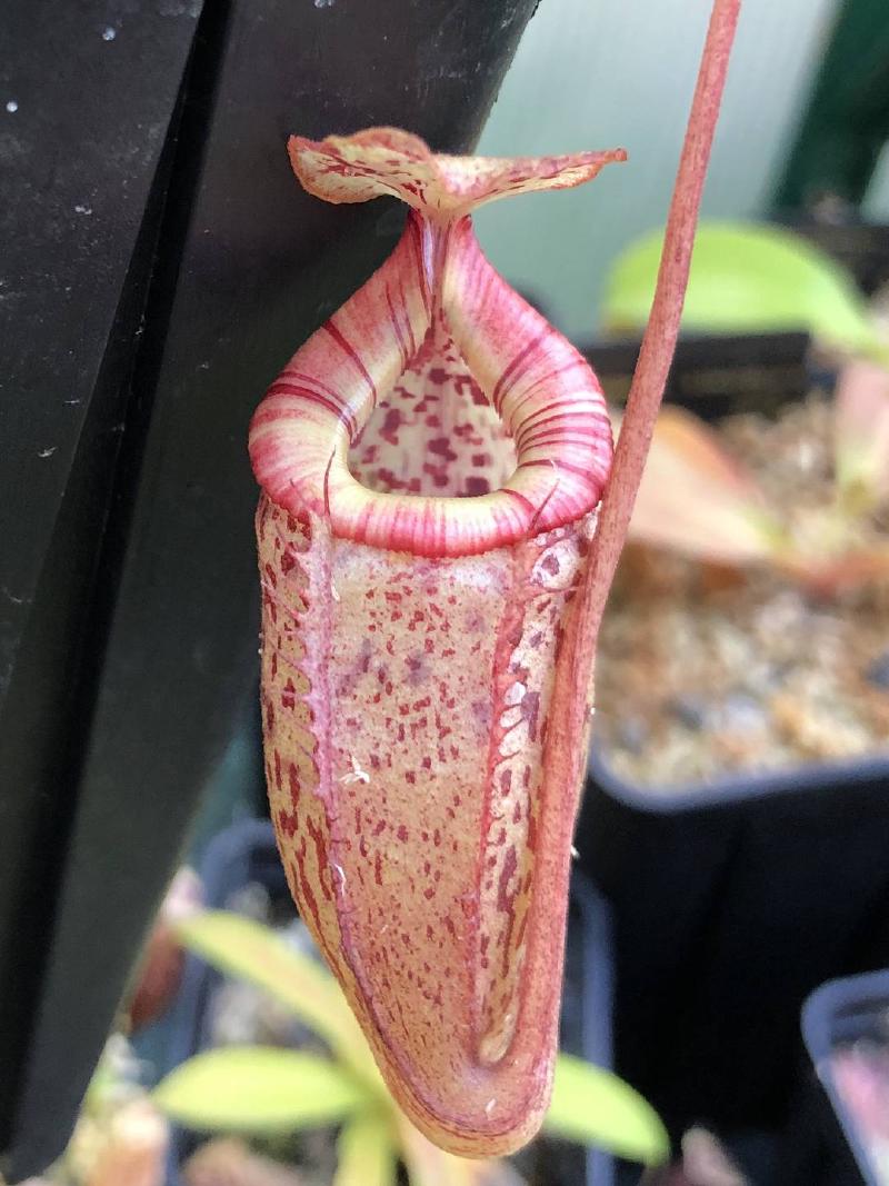 Nepenthes flava x burbidgeae MS