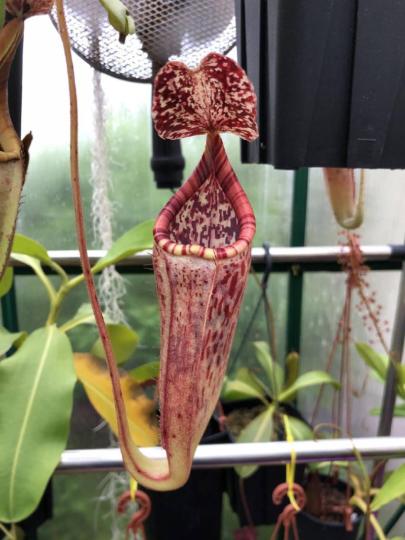 Nepenthes glandulifera x burbidgeae BE