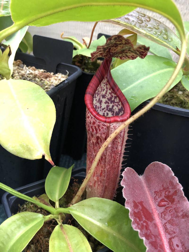 Nepenthes glandulifera x burbidgeae BE