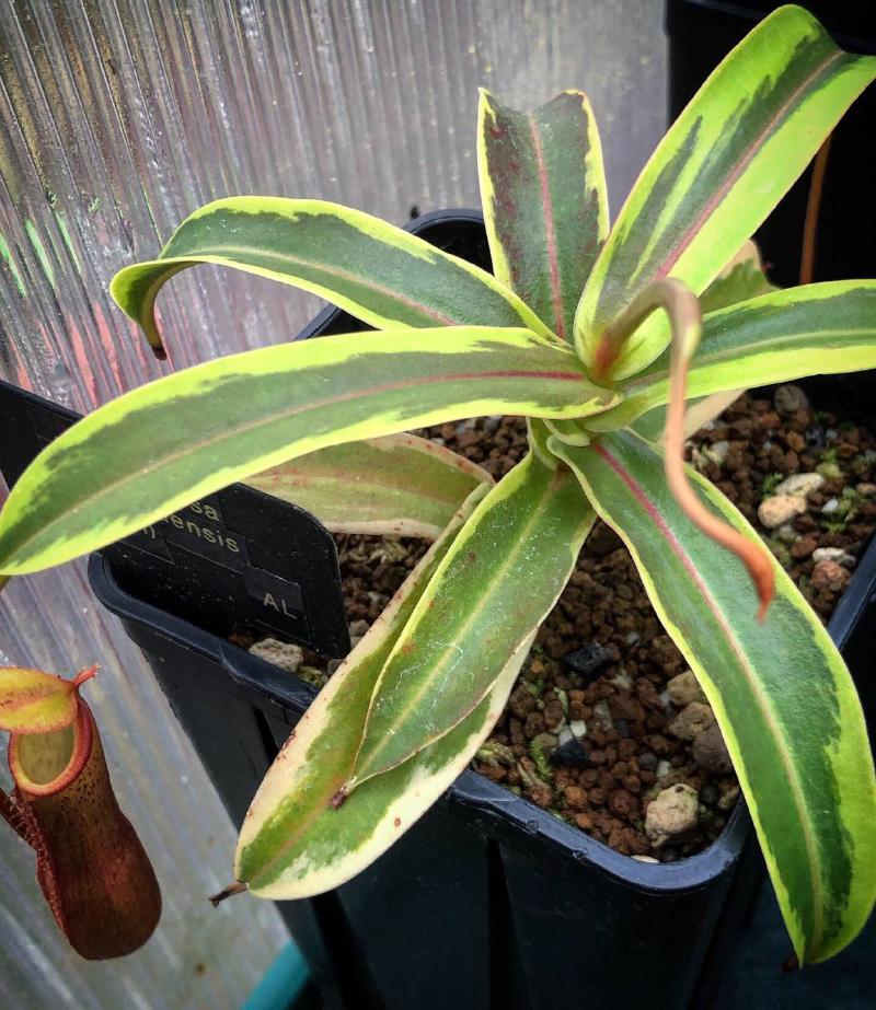 Nepenthes mapaluensis x ventricosa