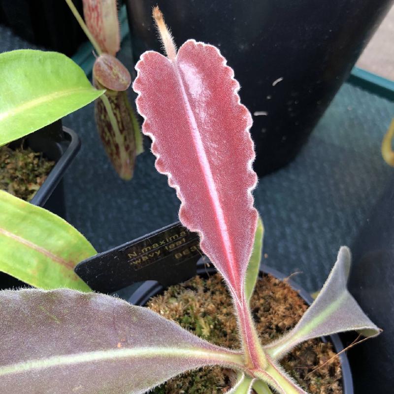 Nepenthes maxima, wavy leaf BE