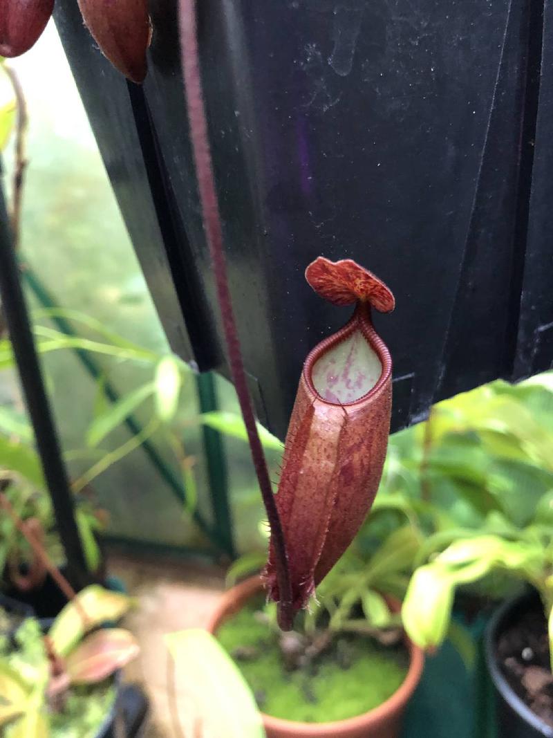 Nepenthes palawanensis BE