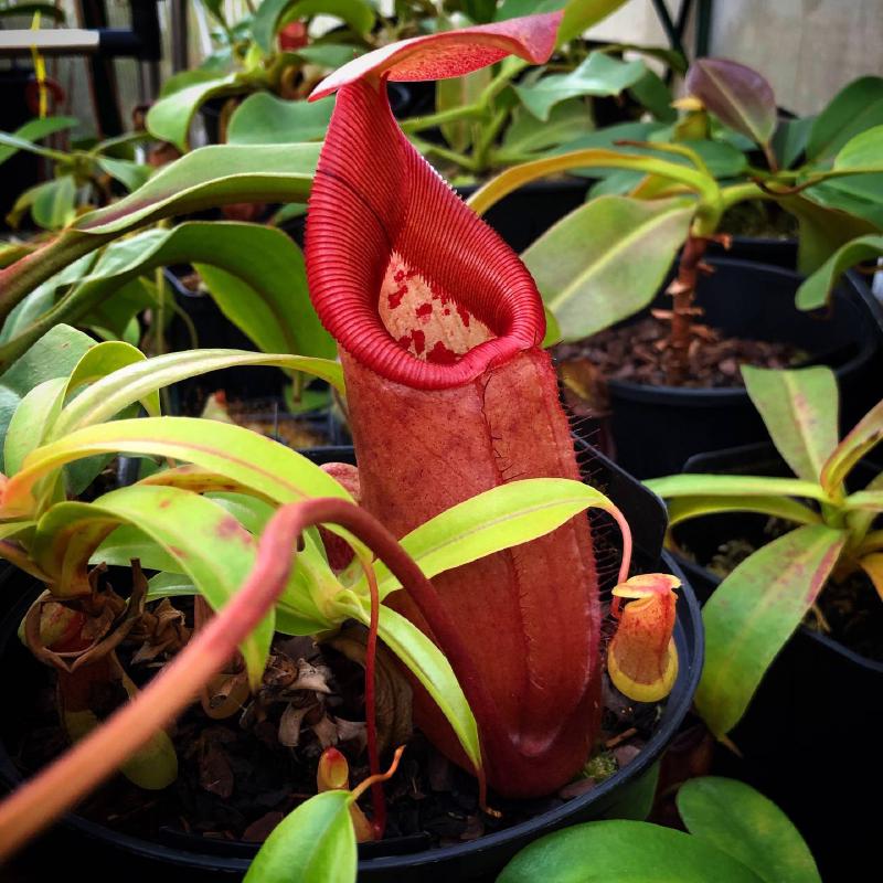 Nepenthes robcantleyi x sibuyanensis